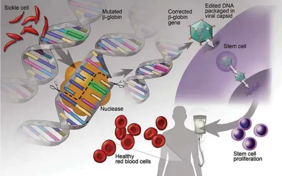  ??  ?? Gene therapy and genome editing. In recent years, transforma­tive advances have emerged in the use of genome editing approaches that can repair faulty genes.