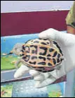  ??  ?? The turtle was found in an aquarium shop by the wildlife department. It is deemed a protected species under schedule 1 of the Wildlife Protection Act (WPA), 1972.