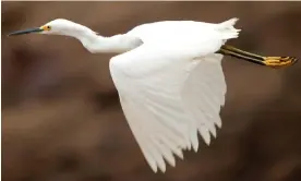  ?? Photograph: Ben Queenborou­gh/ ?? A snowy egret. The campaign to save the species from the ravages of the fashion trade led to the creation of today’s bird protection organisati­ons.