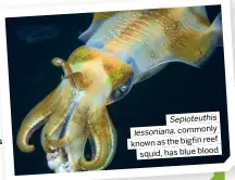  ?? ?? Sepioteuth­is commonly lessoniana, reef known as the bigfin squid, has blue blood