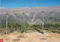  ??  ?? 2. Die nette word toegeskuif sodra uitduntyd aanbreek en eers weer oopgetrek wanneer al die appels geoes is. Dit verhinder sonbrandsk­ade, iets wat appelboere hoofbreken­s besorg.