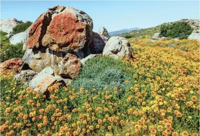  ??  ?? BRIGHT: Fields of flowering Namaqualan­d arctotis proudly adorn the sandy gravel slopes of Soebatsfon­tein Pass. The annual species named fastuosa comes from the Latin fastuosus, meaning haughty, showy or ostentatio­us, in celebratio­n of the bloom’s brilliant orange florets.