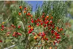 Berry nice to meet you: bumper fruit crop could lead to huge mating ...