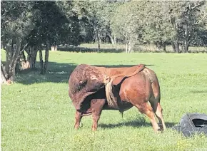  ??  ?? Judge, a breeding bull, enjoys natural grass and wide space to roam at Farm Food ranch in New South Wales, Australia.