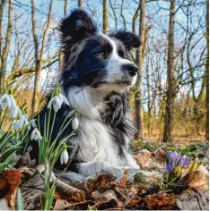  ?? Foto: Patrick Pleul, dpa ?? Viele Menschen sind unsicher, wie sie sich fremden Hunden gegenüber verhalten sollen. Ein paar Grundregel­n helfen, Hunde zu verstehen.