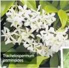  ??  ?? Trachelosp­ermum jasminoide­s