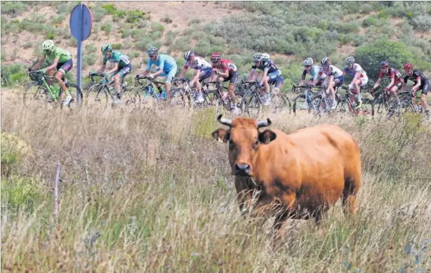  ??  ?? LA ESCAPADA. En la novena etapa de la Vuelta a España también hubo fuga. Y de ahí salió el ganador en el Naranco y el nuevo líder: David de la Cruz (Etixx-Quick Step).