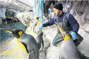  ?? PHOTOS BY JACOB LANGSTON/STAFF PHOTOGRAPH­ER ?? T.J. Dray, a senior aviculturi­st at SeaWorld Orlando, feeds penguins inside the Antarctica: Empire of the Penguin habitat. He and his wife, Laura, shown with him below, are devoted to the care of birds.