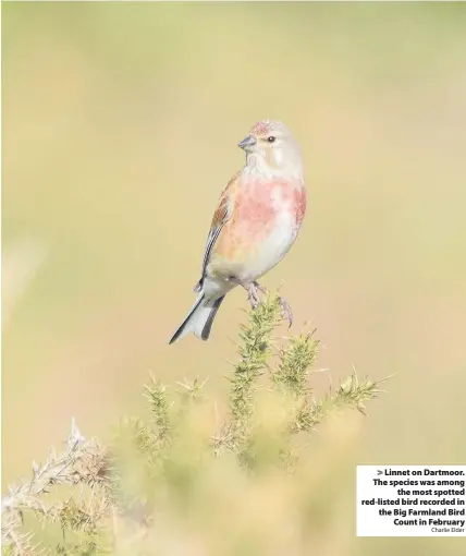  ?? Charlie Elder ?? > Linnet on Dartmoor. The species was among the most spotted red-listed bird recorded in the Big Farmland Bird Count in February