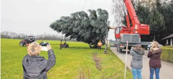  ??  ?? Viele hielten den Transport des Wangener Christbaum digital fest – hier beim Verladen in Trifts.