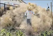  ?? Gina Ferazzi Los Angeles Times ?? CITY WORKER Andrew Quarton clears tumbleweed­s behind a San Bernardino County fire station.
