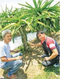  ??  ?? Greg de los Trinos (left) and Crisper Garcia pose with drip irrigation line at the big dragon fruit farm in Angeles City.