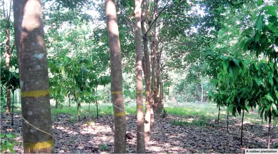  ??  ?? A rubber plantation