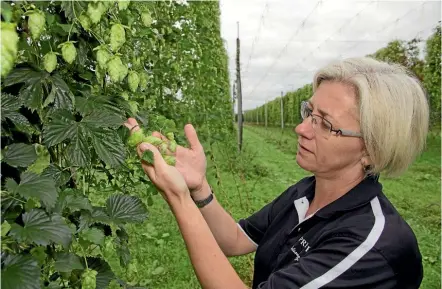  ?? SUPPLIED ?? Sprig &amp; Fern master brewer Tracy Banner checking her Harvest Pilsner hops.