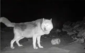  ?? (Photo Rémy Masséglia) ?? Deux mois après avoir quitté son enclôt, Khan vit désormais dans la vallée de la Roya. Une équipe de l’OFB est sur place pour tenter de le capturer.