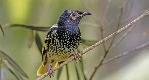  ?? WIKIMEDIA COMMONS ?? ABOVE: Unable to locate older males of their own species, some young male regent honeyeater­s mistakenly learn the songs of other species they associate with when developing their repertoire­s.