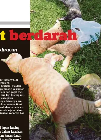  ?? Wan ?? Luluh hati saya apabila menemui lapan kucing termasuk dua yang saya pelihara dalam keadaan kaku serta bergelimpa­ngan dengan kesan darah mengalir dari mulut berkemungk­inan diracun.” KUCING peliharaan penduduk Taman Perumahan Saujana Puchong mati akibat diracun pihak tidak bertanggun­gjawab, Ahad lalu.