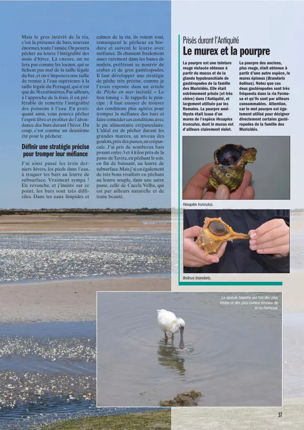  ??  ?? La spatule blanche est l’un des plus beaux et des plus curieux oiseaux de la ria Formosa.