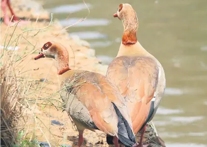  ?? Picture: Benoni City Times ?? CARRIERS. Wild geese may carry disease and zero in on areas where poultry is kept.