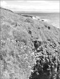  ??  ?? The Braunton Burrows-North Devon Biosphere Reserve covers 1,300ha. – Photo by Kate Weld