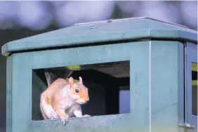  ??  ?? Dining out A red squirrel looks for food in a bin in Stirling. Photo by Chris Elder