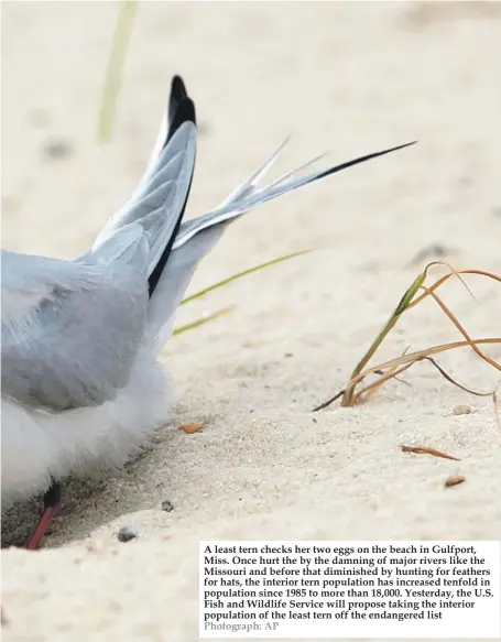  ?? Photograph: AP ?? A least tern checks her two eggs on the beach in Gulfport, Miss. Once hurt the by the damning of major rivers like the Missouri and before that diminished by hunting for feathers for hats, the interior tern population has increased tenfold in population since 1985 to more than 18,000. Yesterday, the U.S. Fish and Wildlife Service will propose taking the interior population of the least tern off the endangered list