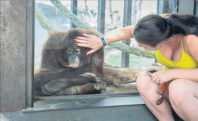  ?? ANA JIMÉNEZ ?? El hogar de los orangutane­s. Una recreación de la jungla de Borneo fue, hace dos veranos, una de las últimas grandes inauguraci­ones en el recinto