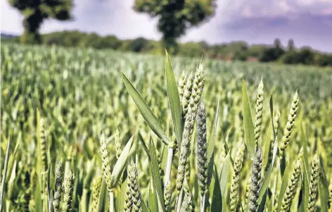  ?? RP-FOTO: STEFAN KÖHLEN ?? Das Getreide, wie hier die Gerste, entwickelt sich gut. Die Landwirte wünschen sich einen sanften Landregen und danach wieder Sonne. Hagel und Starkregen wären allerdings fatal.