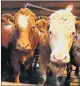  ??  ?? BEEF CATTLE: There are worries over falling prices.