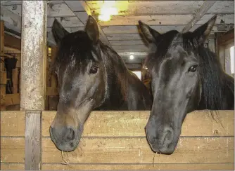  ??  ?? KISMET: The first time they met, Bodie (left) and Mouse greeted each other like long-lost friends. Their owner, Jane Palmer, took this photo shortly after Mouse’s arrival.