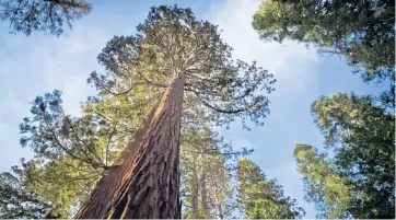  ?? MLADEN ANTONOV/AFP/GETTY IMAGES) ?? Deep roots: the grandeur of California’s giant sequoias provide a backdrop to the pioneer family’s struggles in Chevalier’s novel