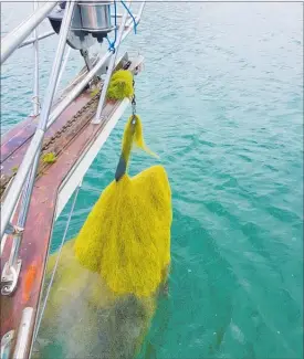  ?? PICTURE / STEPHEN WESTERN ?? DON’T PANIC: The strange seaweed found in the Bay of Islands has been confirmed as noninvasiv­e Chaetomorp­ha linum, not mermaid’s hair, as was initially feared.