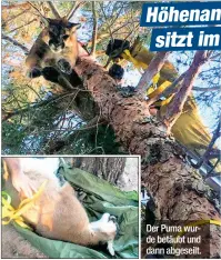  ??  ?? Der Puma wurde betäubt und dann abgeseilt.