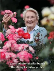  ??  ?? Dawn admires the floribunda ‘Raspberry Ice’ in her garden.