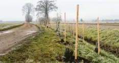  ?? Foto: Franziska Wolfinger ?? Entlang des Landgraben­s, zwischen Thal und Wullenstet­ten, wurden mehr als 400 Bäume und Sträucher gepflanzt.