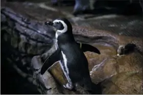  ?? ALBERT CESARE — THE CINCINNATI ENQUIRER VIA AP ?? A Mangellic penguin, native to Southern South America, walks on a rock inside the Wings of the World exhibit at the Cincinnati Zoo in Cincinnati.