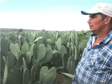  ?? — Mario Osava / IPS photo ?? Borges is surrounded by the forage cactus, ready to be harvested, that he planted on his farm. It is the basis of the diet of their 30 cows, which allows them to produce 400 litres of milk per day, using an automatic milking system twice a day, in...