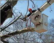  ??  ?? LEFT: Dustin Fowler with the Urban Forestry Department in Rome cuts away at a giant Sycamore tree, limb by limb, Monday after the tree was part of a riverbank slide into the Etowah River over the weekend. The tree was cut to keep it from falling and damaging the water intake station once river levels recede.