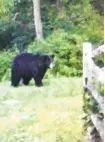  ?? CONTRIBUTE­D PHOTO ?? Gary Ramunni spotted this bear in early June in his backyard on Deemer Road in Williams Township.