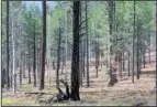  ?? JOURNAL FILE ?? Last year’s Las Conchas Fire burned in Valles Caldera National Monument like a healthy natural fire should, clearing undergrowt­h and leaving a healthy forest.