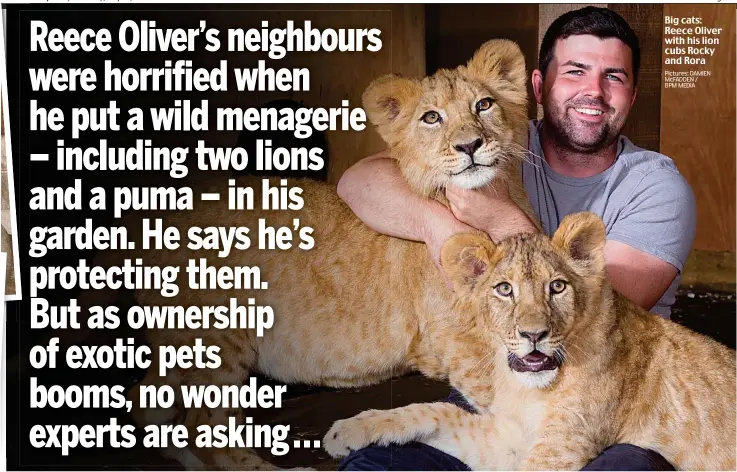  ?? Pictures: DAMIEN McFADDEN / BPM MEDIA ?? Big cats: Reece Oliver with his lion cubs Rocky and Rora