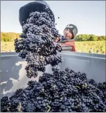  ?? Photo: AFP ?? A worker throws grapes in a tank at the Gusbourne Estate, the UK, on October 28, 2022.