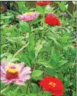  ?? PHOTO BY PAM BAXTER ?? Colorful zinnias grow in a garden. In addition to being an enjoyable pastime, studies have shown that gardening is good for your health.