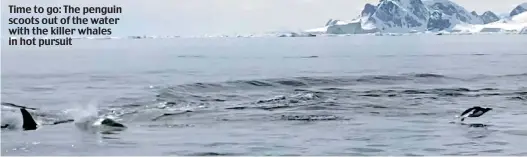  ??  ?? Time to go: The penguin scoots out of the water with the killer whales in hot pursuit