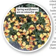  ??  ?? Spring wallflower­s are so colourful