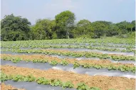  ?? ARCHIVO Y JOSEFINA VILLARREAL ?? Cultivos de melón y patilla, en el sur del Atlántico.