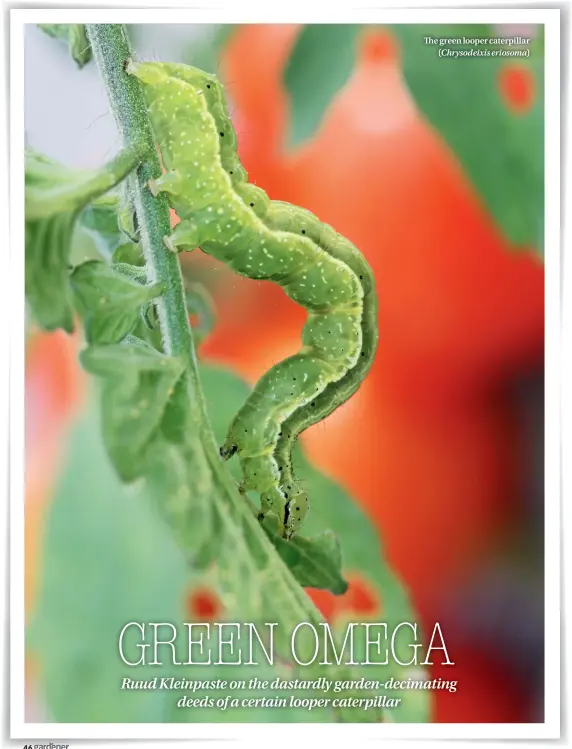 ??  ?? The green looper caterpilla­r ( Chrysodeix­is eriosoma)