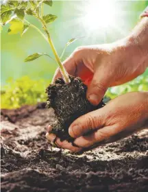  ?? GETTY IMAGES ?? When you plant tomato seedlings, strip off the lower leaves. Then plant the tomatoes deeply, so just the top third rises above the soil.