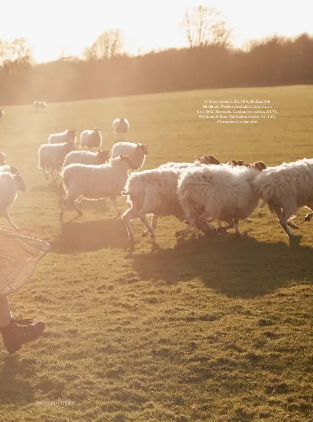  ??  ?? Cotton trench, £1,150, Holland & Holland. Perforated calf-skin skirt, £11,500, Hermès. Cashmere socks, £175, William & Son. Calf-skin boots, £1,145, Christian Louboutin