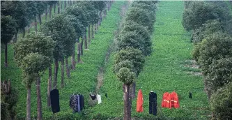  ??  ?? SHANGHAI: The clothes of a worker hang to dry between trees in the suburbs of Shanghai yesterday. Growth in China’s industrial production, a measure of output at factories, workshops and mines, fell to a six-month low in October, official data showed....